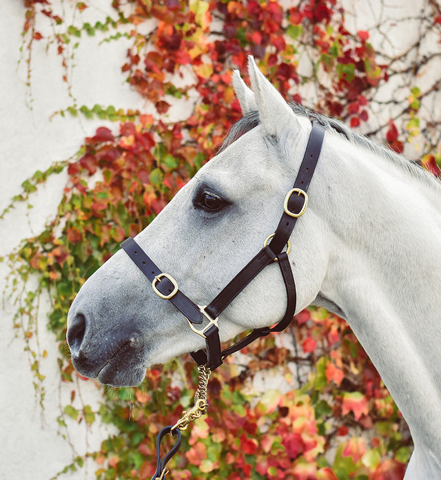 Mackey Equisential Leather Headcollar #colour_black