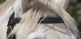 Norton Club Bridle / Draught Horse