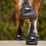 Cavallo Gros Pied