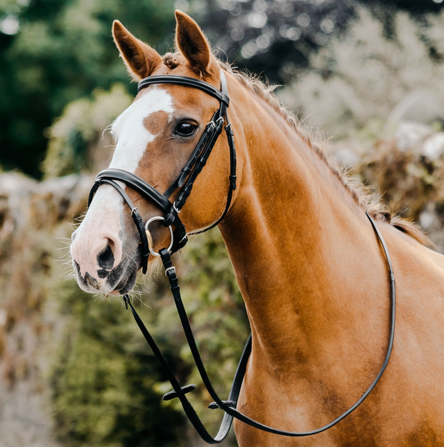 Mackey Classic Flash Bridle #colour_black